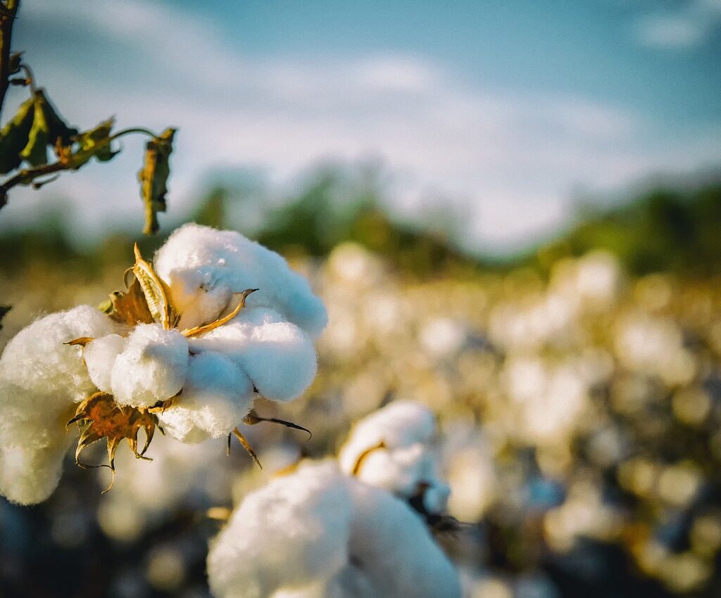 cotton