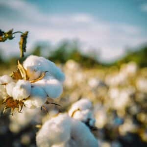 cotton